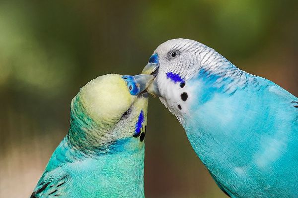 Jones, Adam 아티스트의 Common parakeets or shell parakeet kissing작품입니다.
